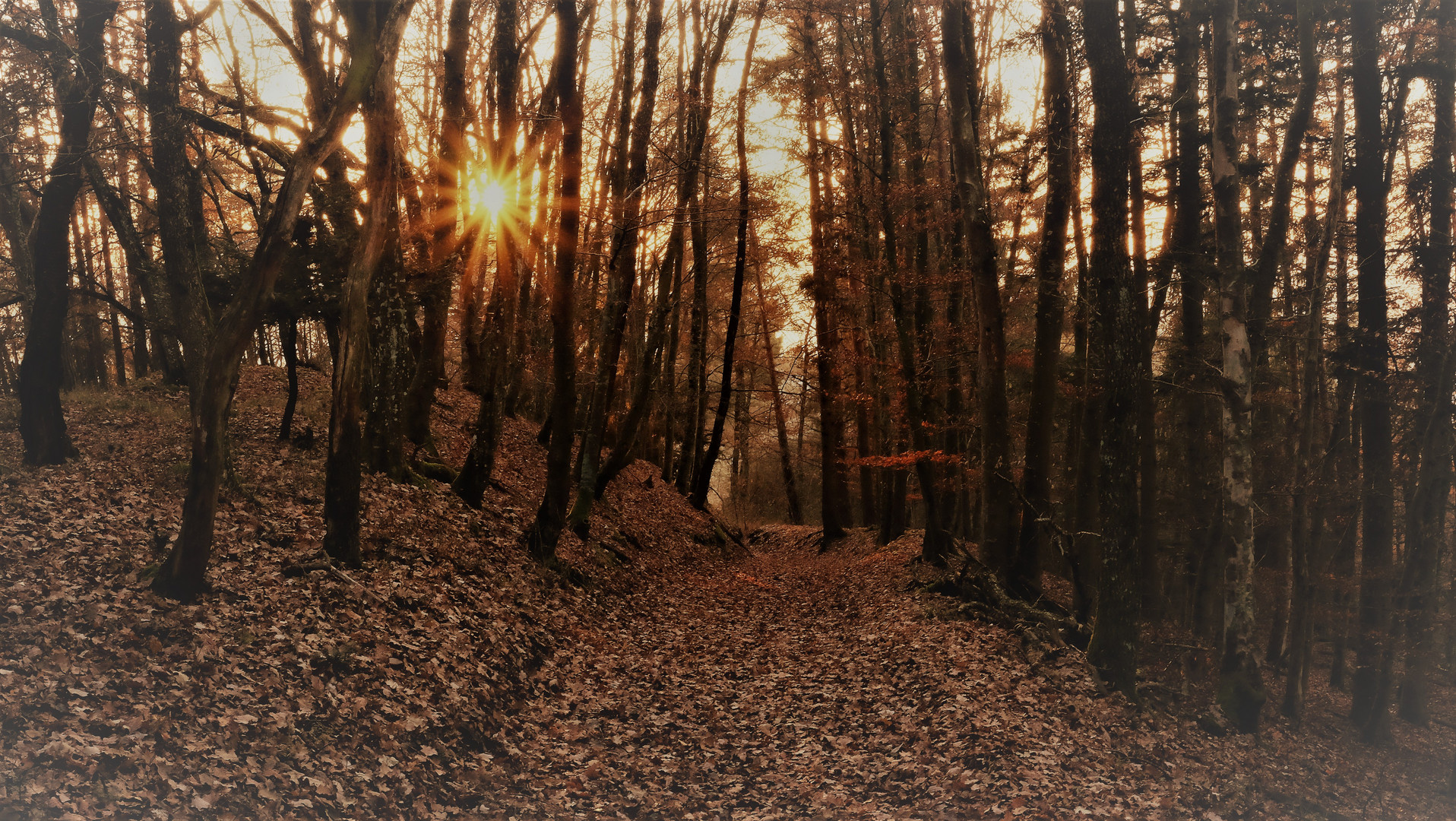 Lichtblick im Wald