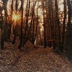 Lichtblick im Wald