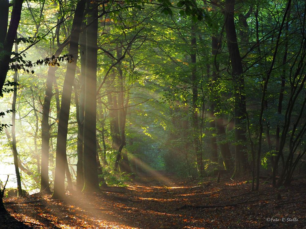 Lichtblick im Wald Foto & Bild | landschaft, sonnenuntergänge, natur