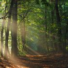 Lichtblick im Wald