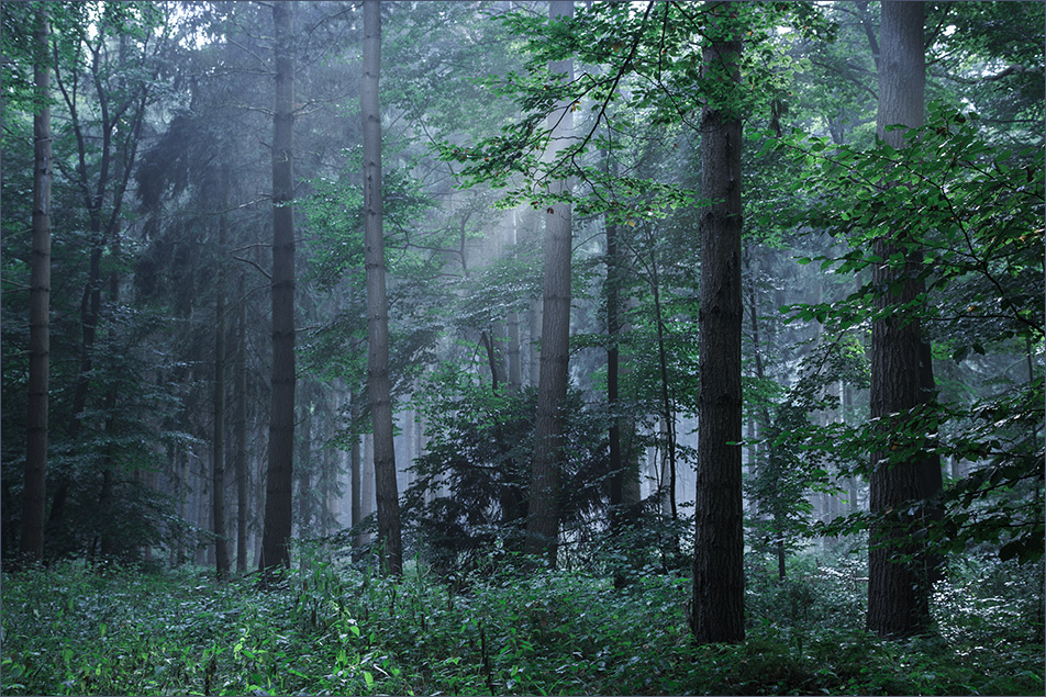 Lichtblick im Wald