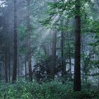 Lichtblick im Wald