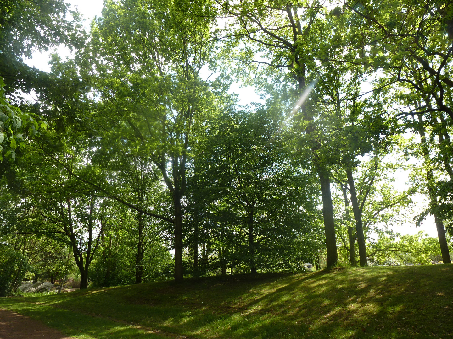 Lichtblick im Wald