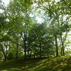 Lichtblick im Wald