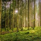 Lichtblick im Wald, Symbol des Glückes...