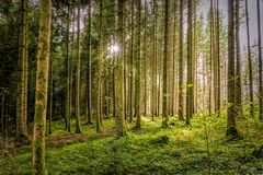 Lichtblick im Wald, Symbol des Glückes...