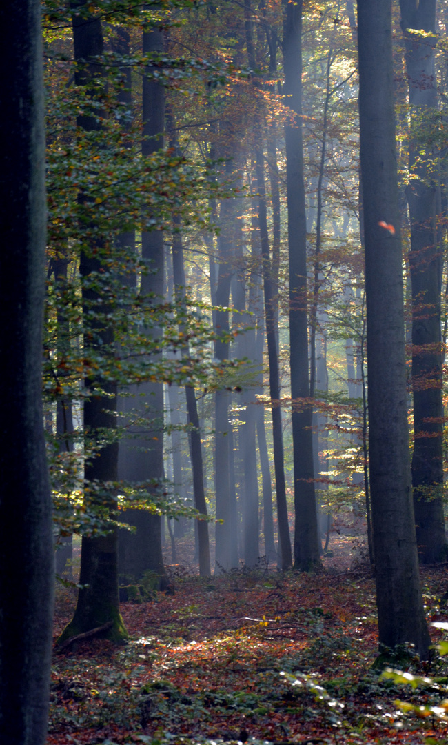 Lichtblick im Wald05909E24-E125-4C15-B598-B20C72AF0079