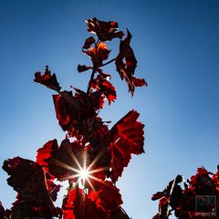 Lichtblick im Weinberg