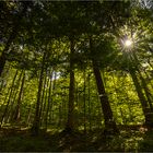 Lichtblick in den Bäumen