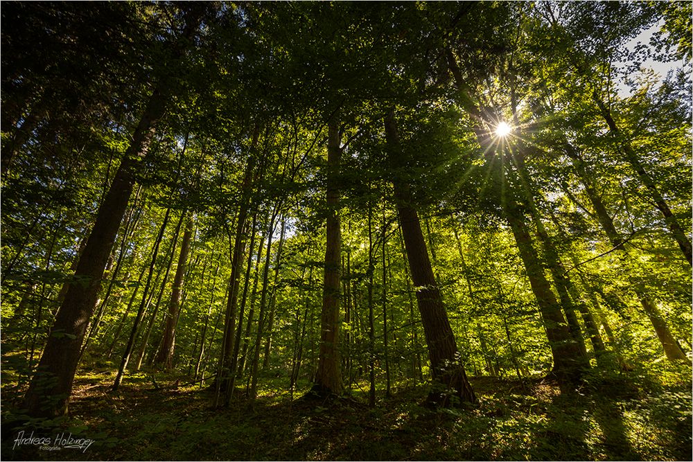 Lichtblick in den Bäumen