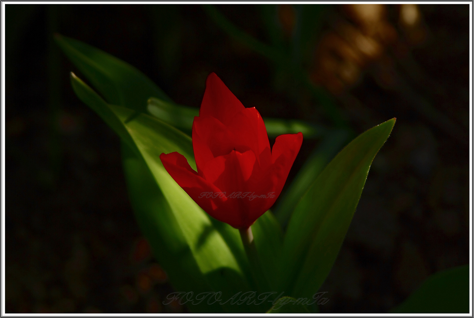 Lichtblick in Rot.........