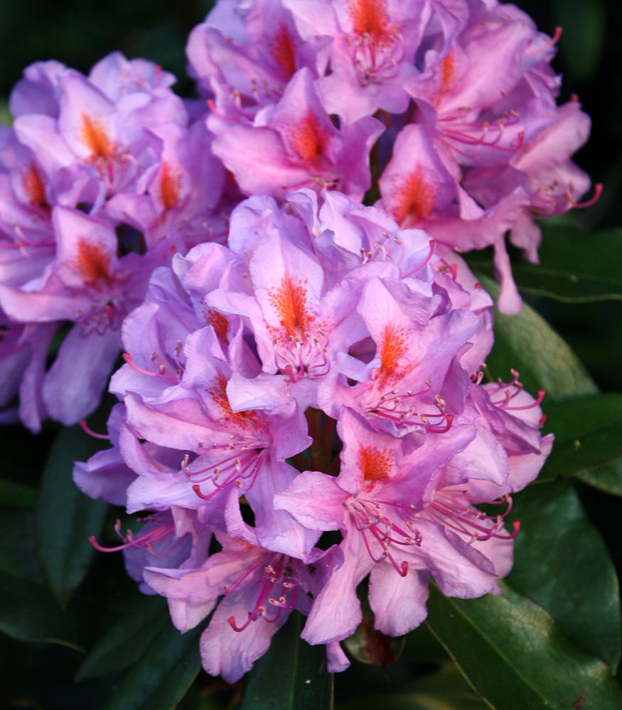 Lichtblick Rhododendron