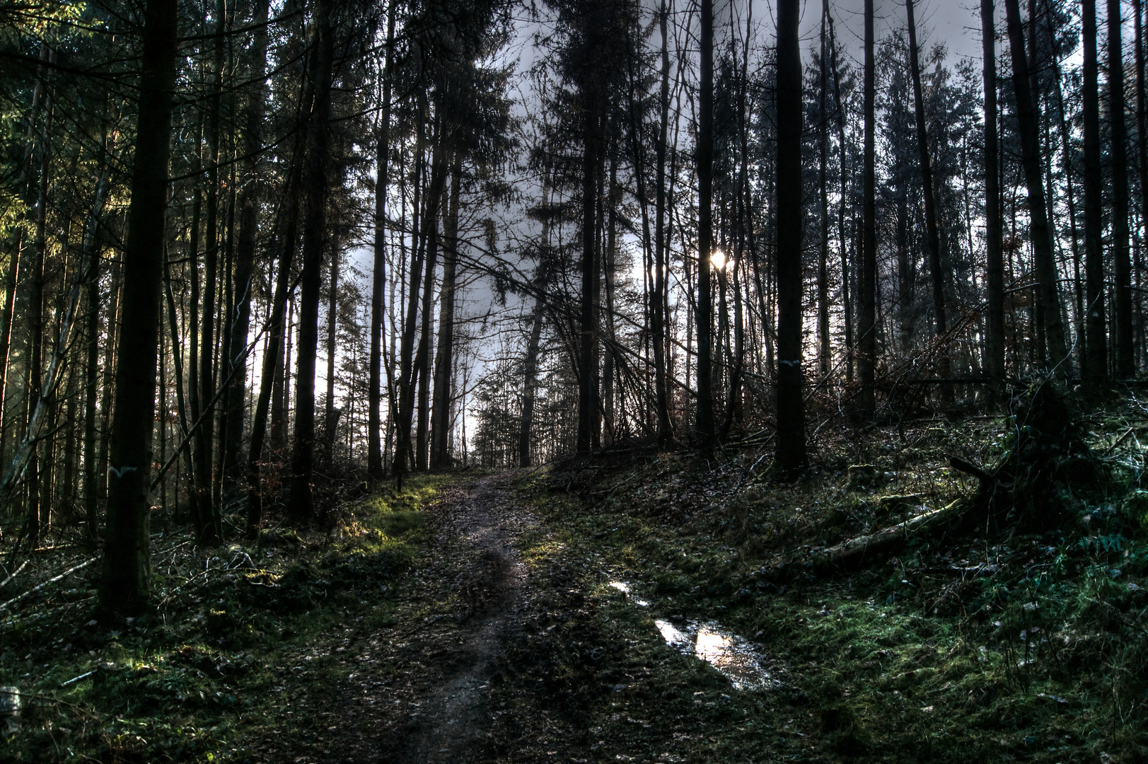 Lichtblick - Wald