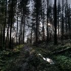 Lichtblick - Wald