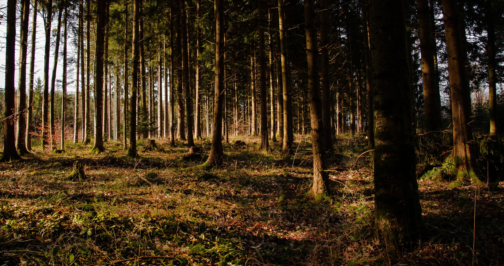 Lichtblick Wald