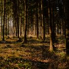 Lichtblick Wald