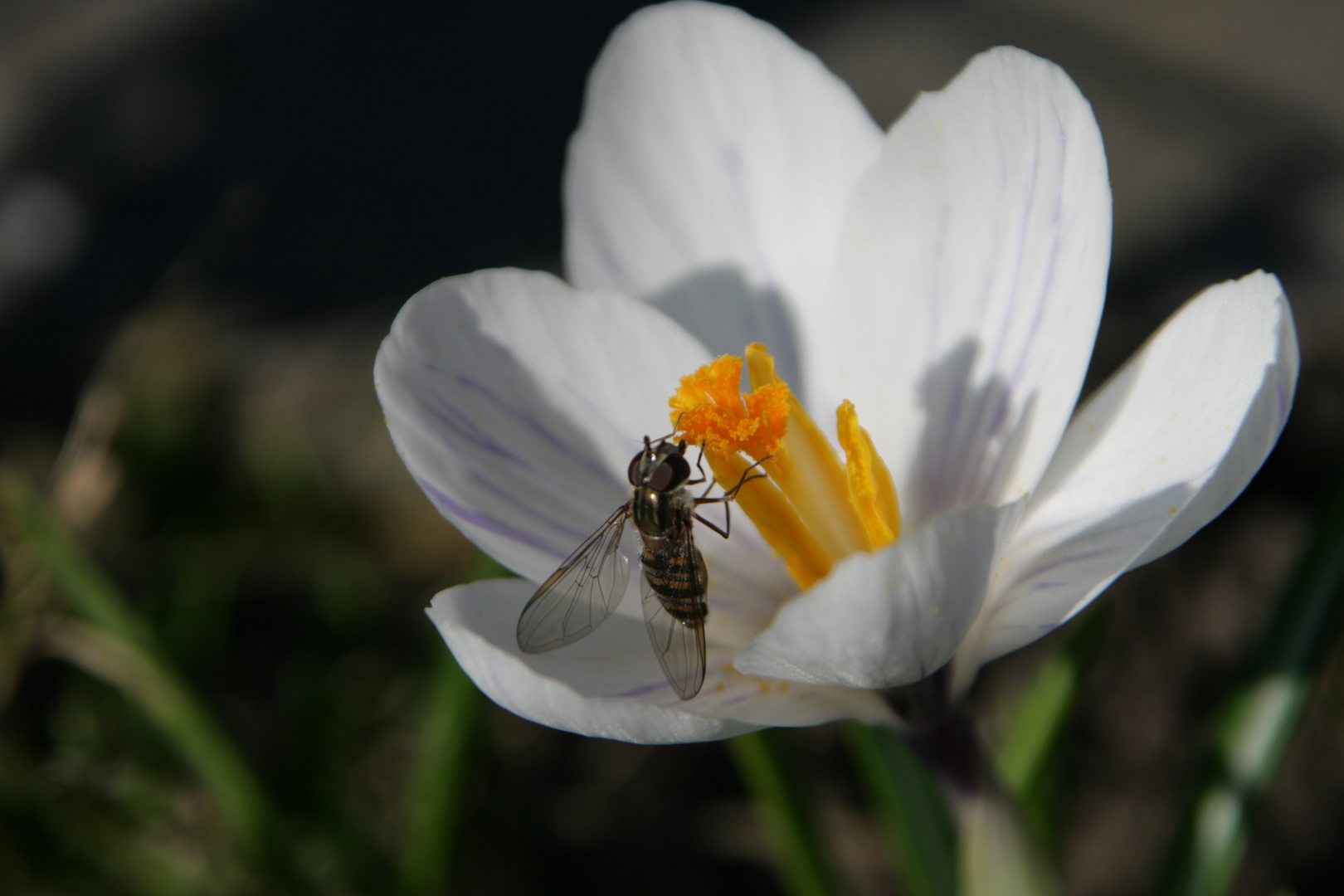 Lichtblick zum Frühling