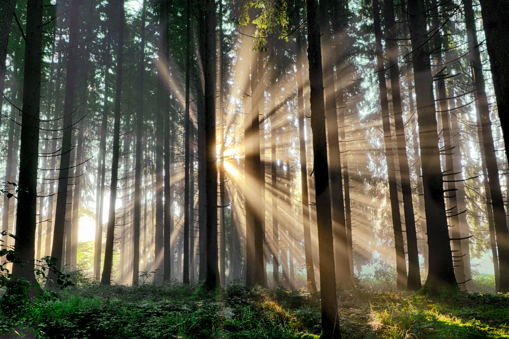 Lichtblicke Foto & Bild | landschaft, wald, bayern Bilder auf fotocommunity
