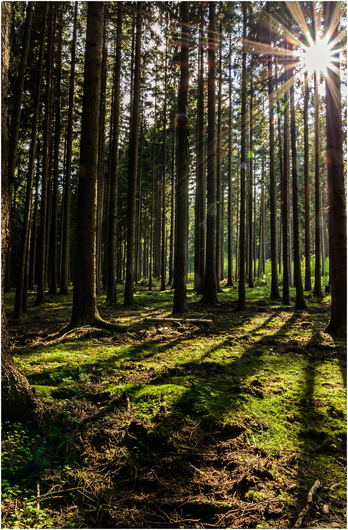 Lichtblicke im Harz