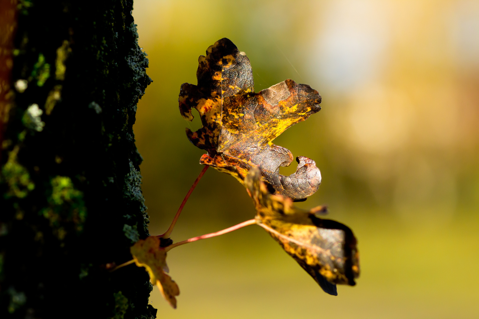 Lichtblicke im November...