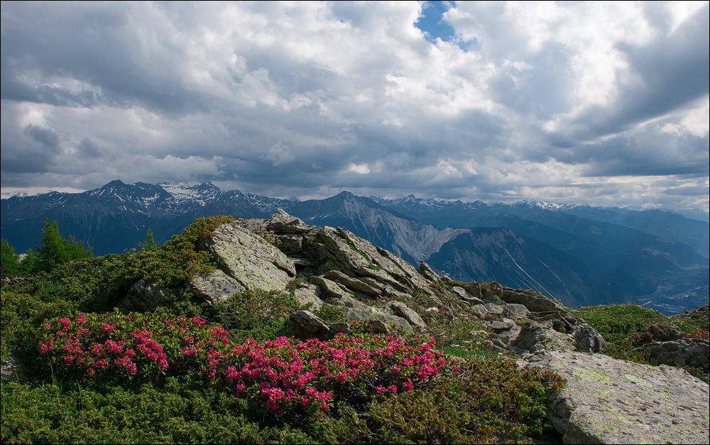 Lichtblicke und Alpenrosen