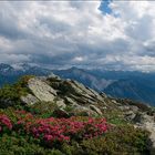 Lichtblicke und Alpenrosen