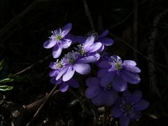 Lichtblicke von Hepatica nobilis