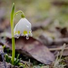 Lichtblicke...schön langsam kommt das Frühjahr