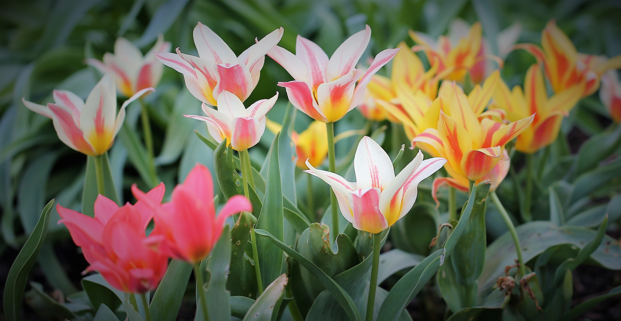 Lichtblicke...Tulpen