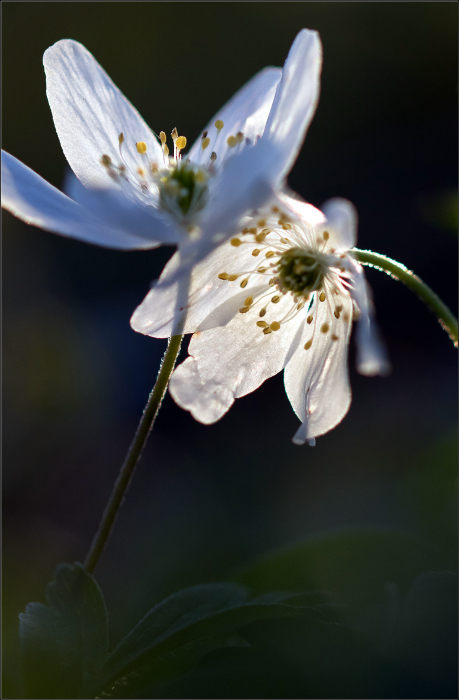 Lichtblümchen