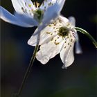 Lichtblümchen