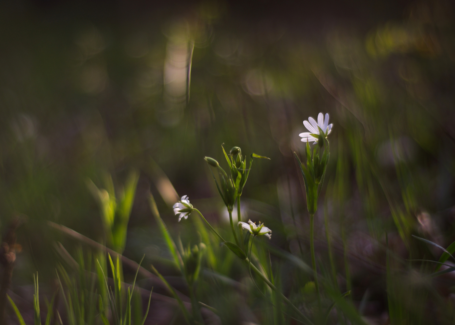 Lichtblüte...