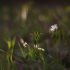 Lichtblüte...