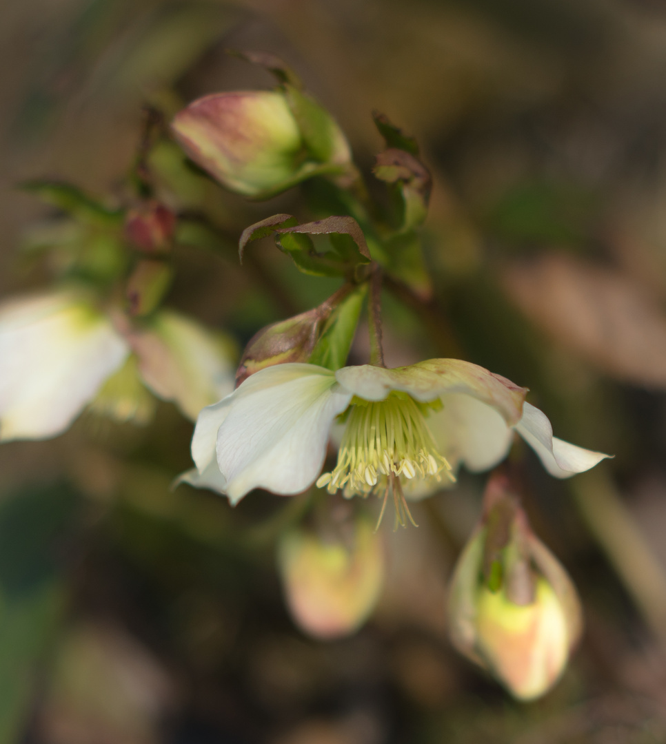 Lichtblüte