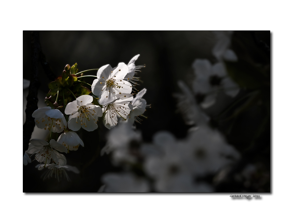 [ Lichtblüte ]