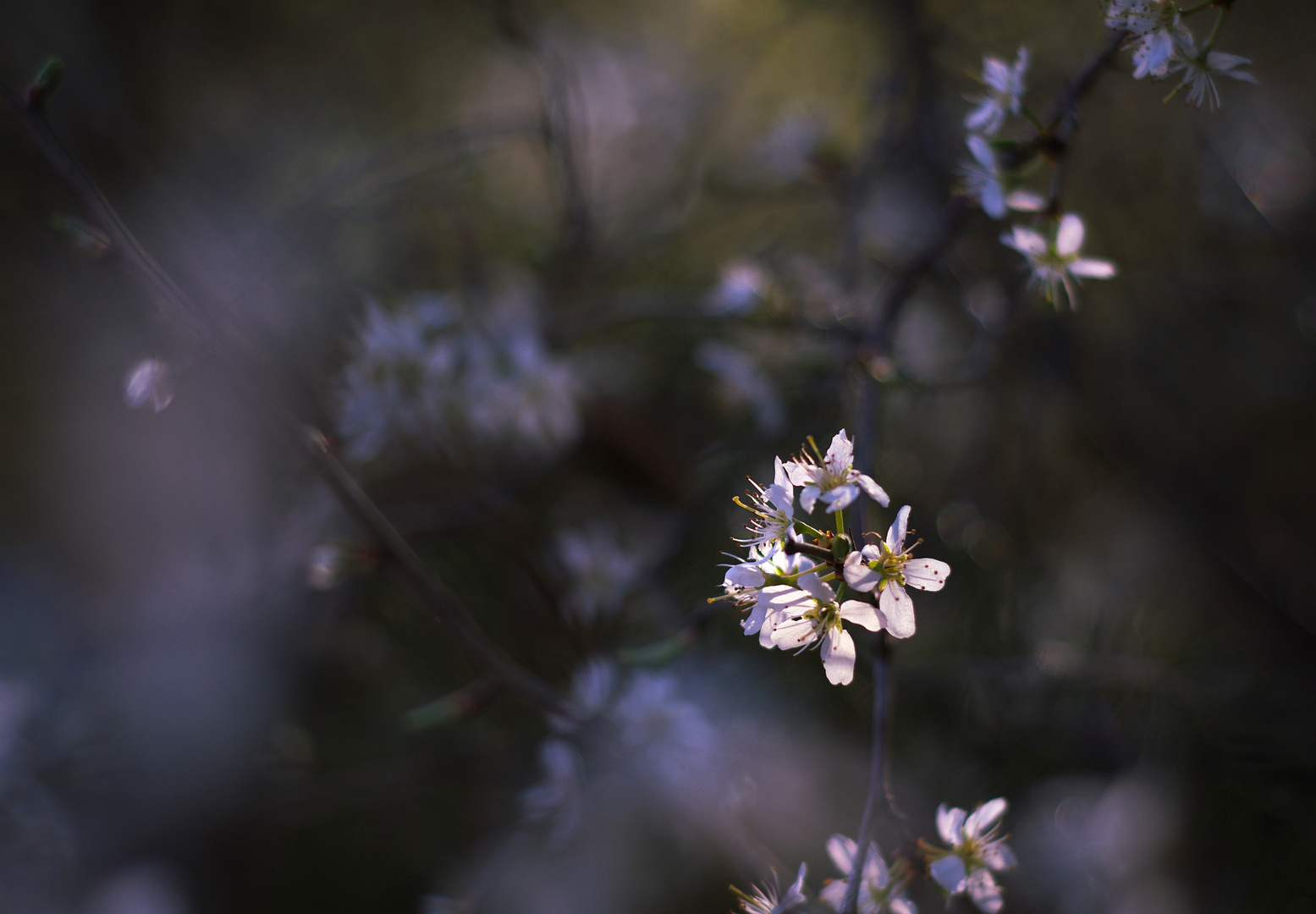 Lichtblüten