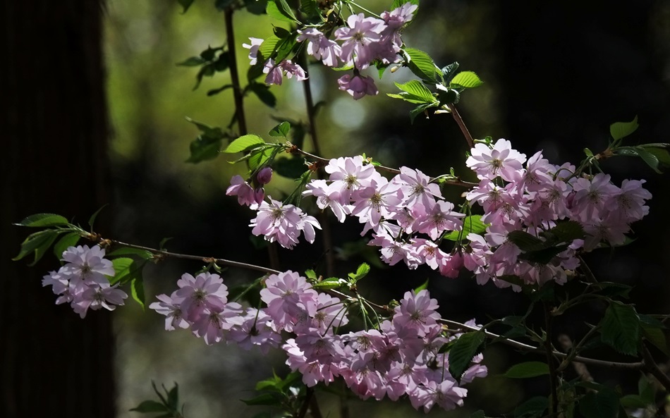 Lichtblüten