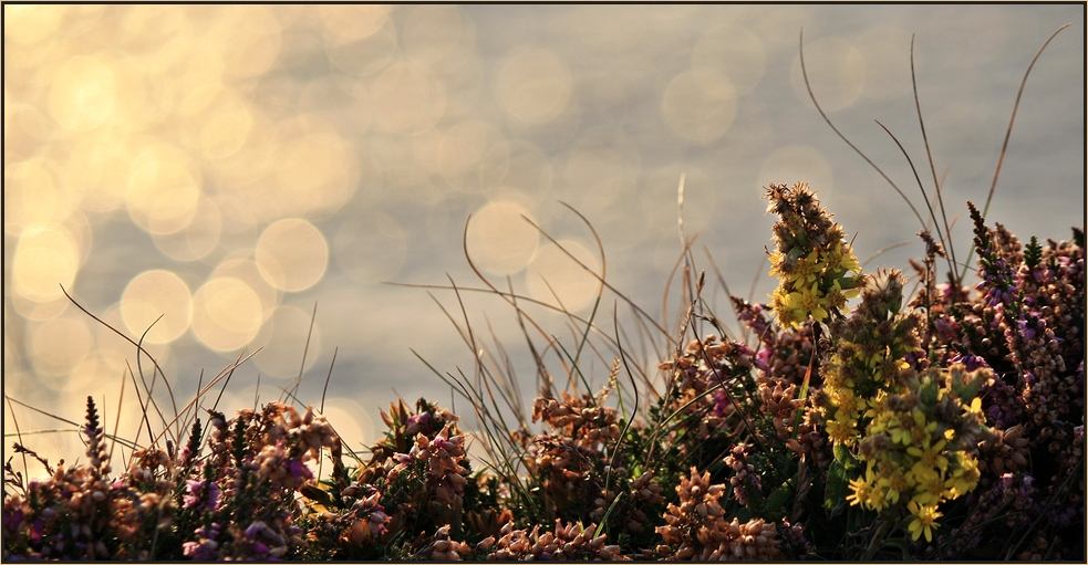 Lichtblüten...