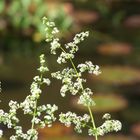 Lichtblüten