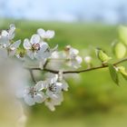 Lichtblüten