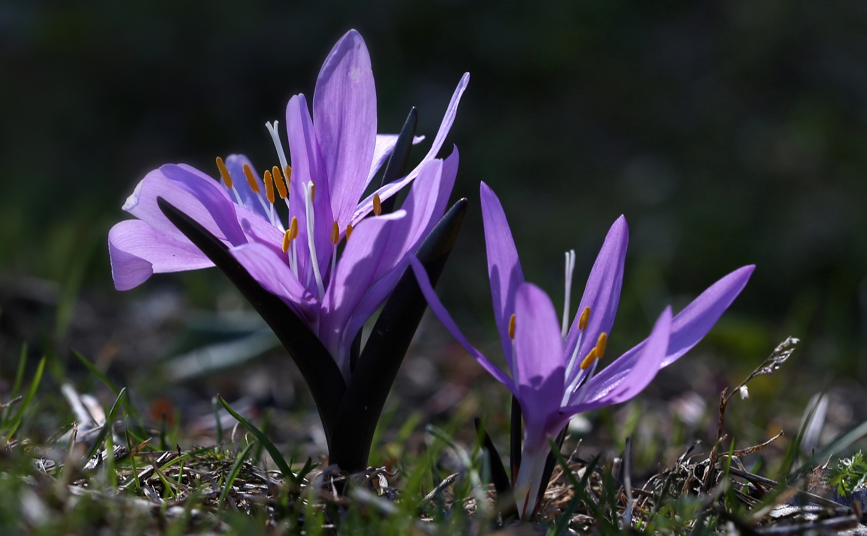 Lichtblume