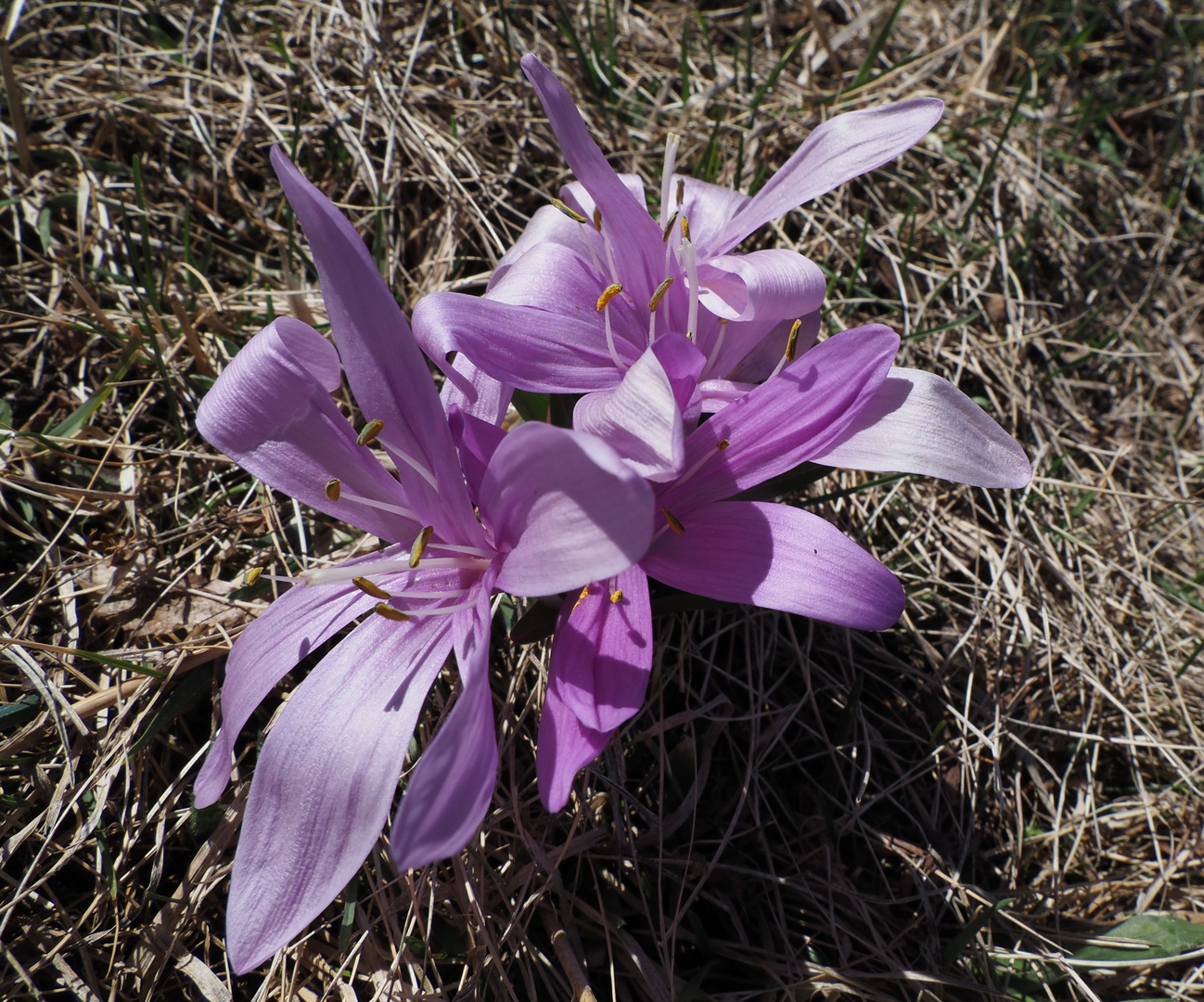 Lichtblume