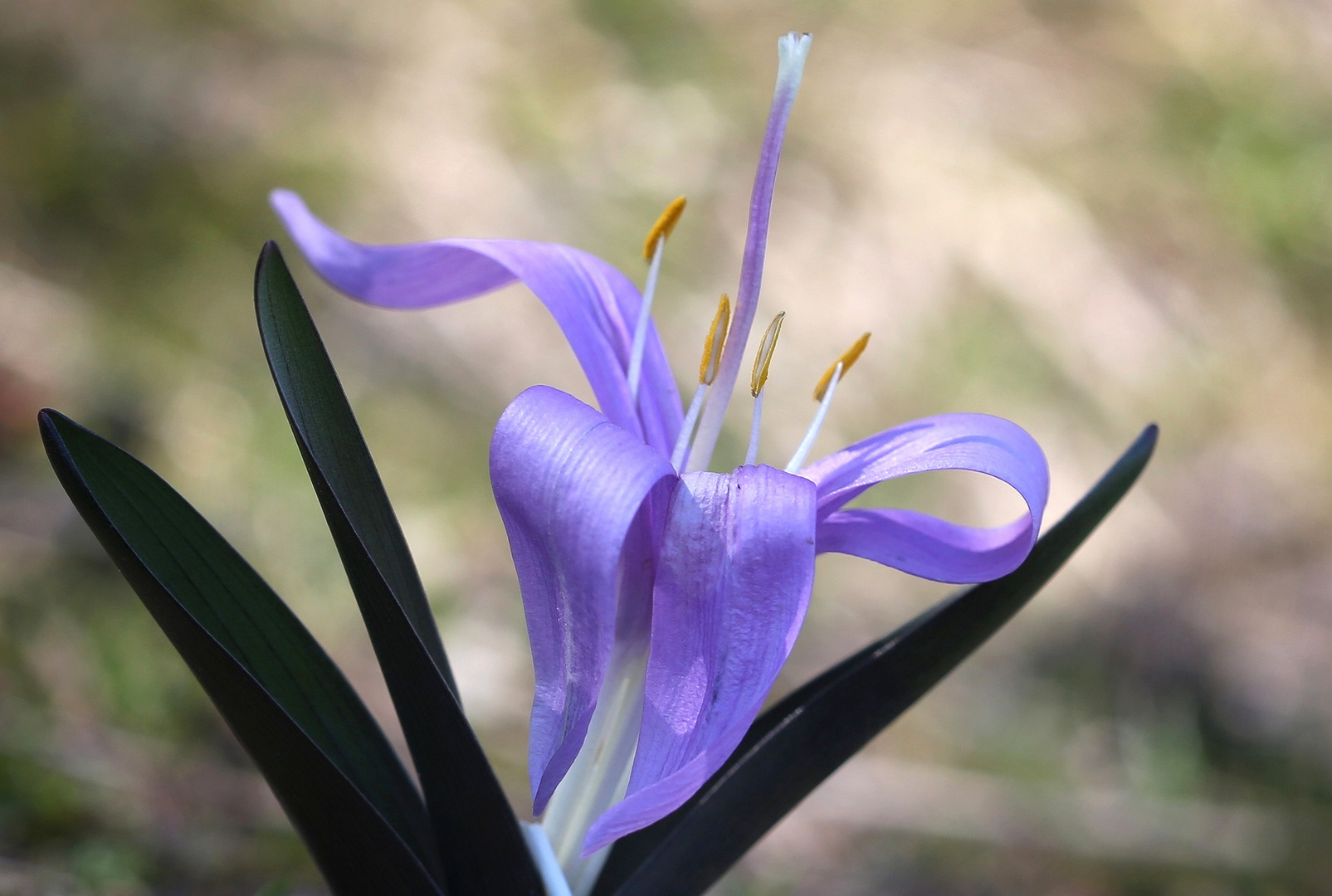 Lichtblume