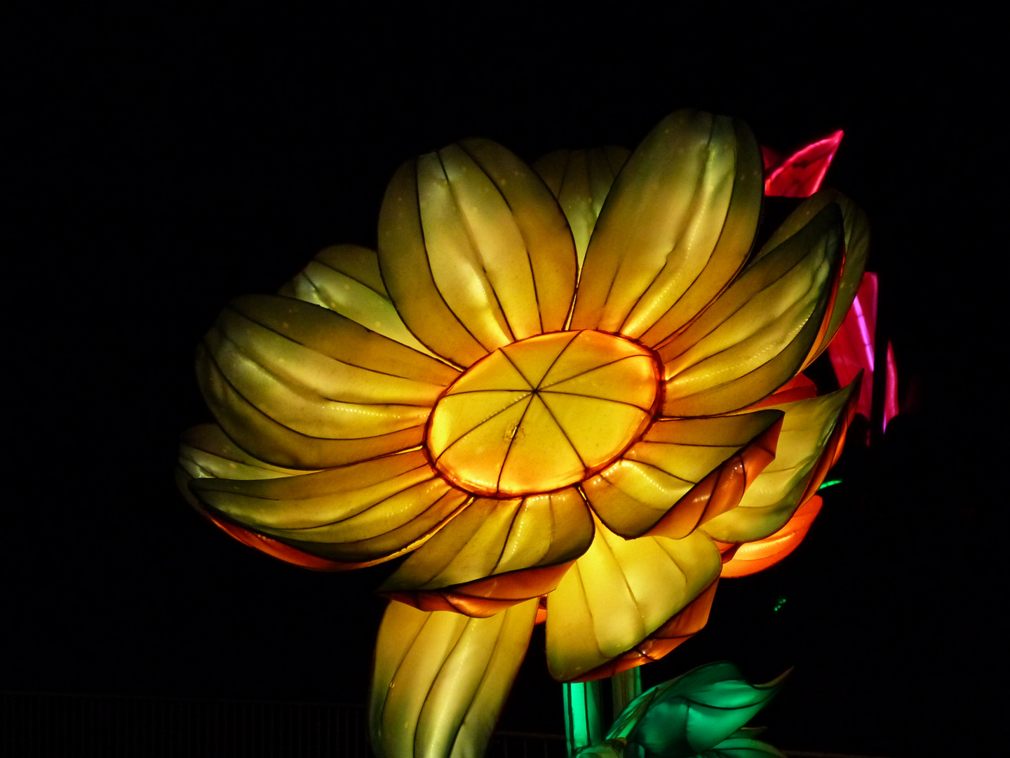 Lichtblume