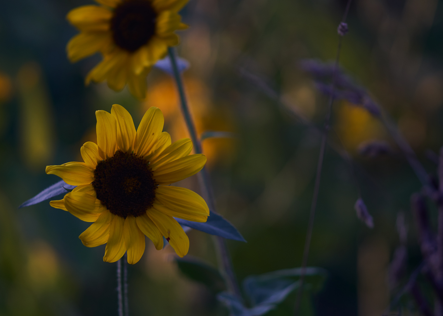 Lichtblumen