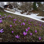 Lichtblumen