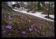 Lichtblumen