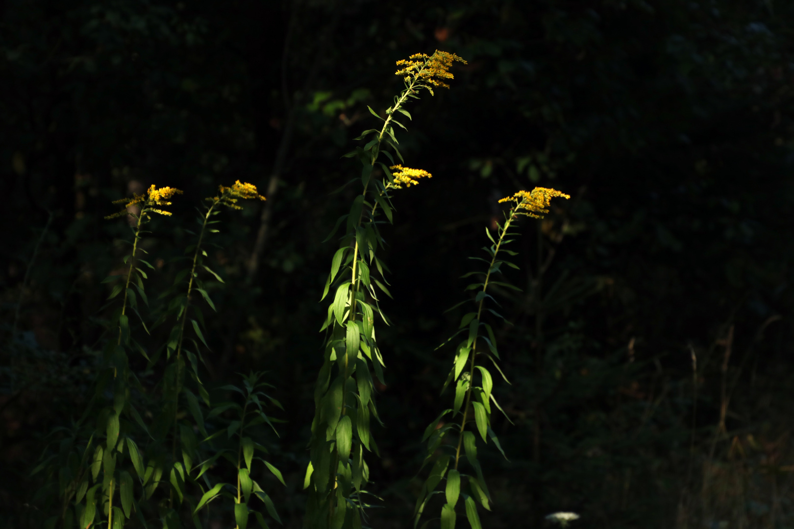 LichtBlumen