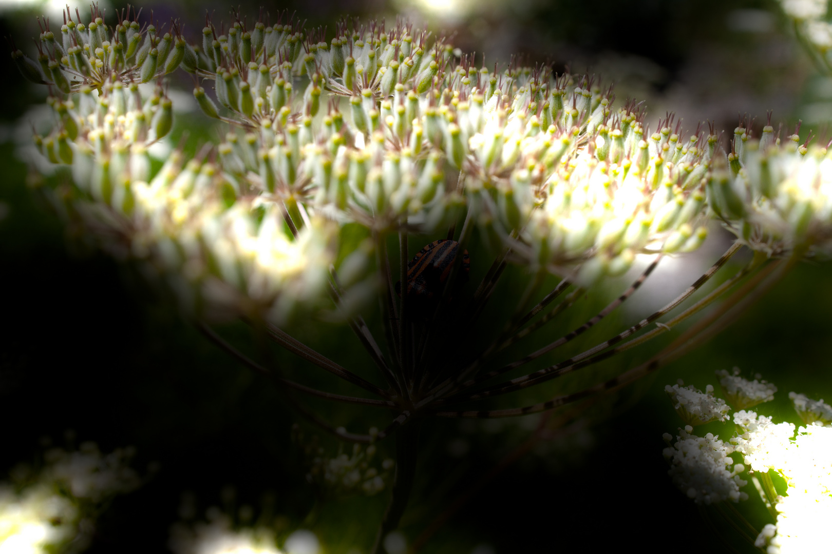 Lichtblumen