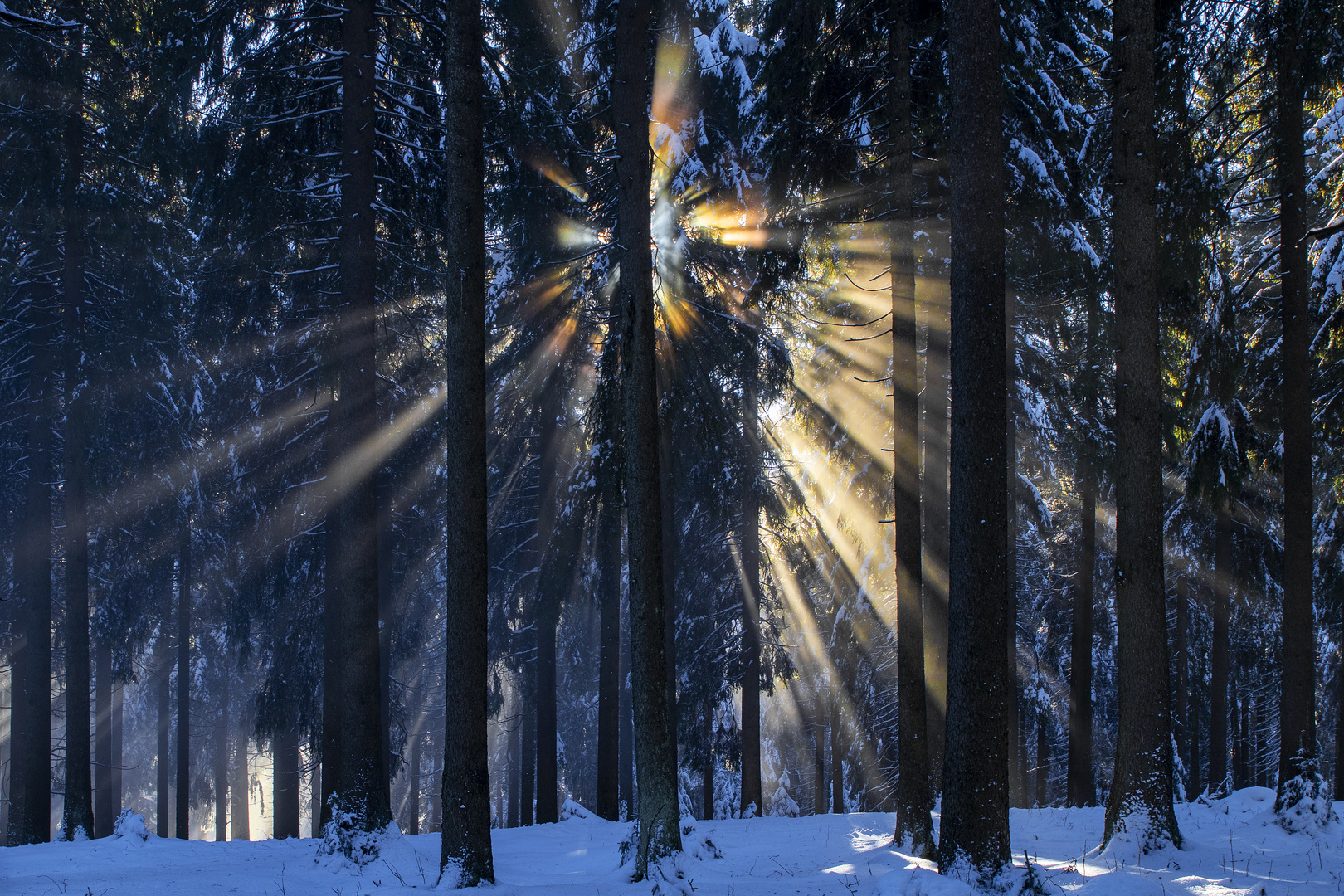 Lichtbrechung im leichtem Nebel im Wald bei Oberhof